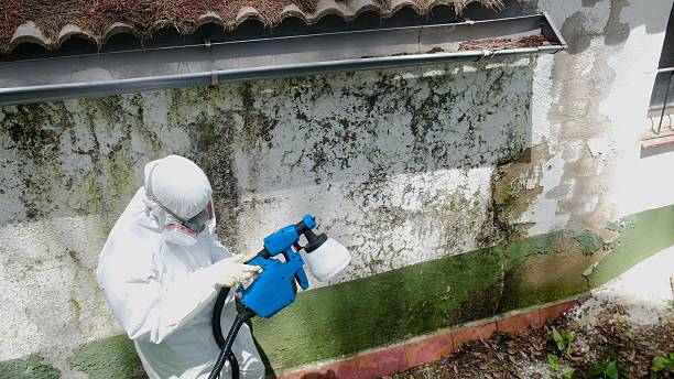 Trusted Commercial Mold Remediation service in Dayton, KY - Cheap Mold Removal